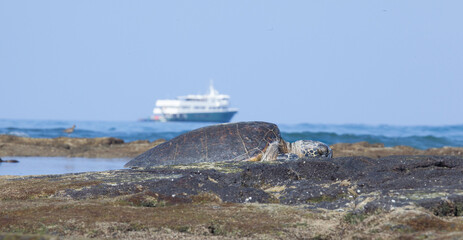 A lone sea turtle warms up on the black lava rocks of Hawaii as a cruise ship yacht sits offshore