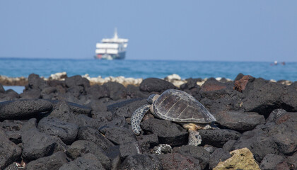 A lone sea turtle warms up on the black lava rocks of Hawaii as a cruise ship yacht sits offshore