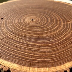 Fototapeta premium cross section of tree trunk