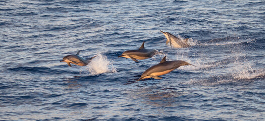 Dolphins Leaping Out of the Water in Golden Hour Lighting