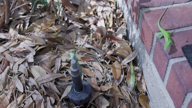 two green anole lizards fighting