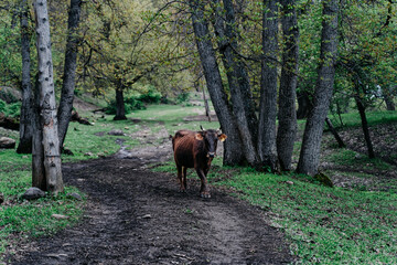 Grazing cow wanders along a tranquil path in the serene landscape of Kyrgyzstan