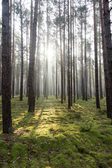 Wysoki, sosnowy las w zimowy poranek. Między drzewami unosi się opar mgły oświetlany promieniami wschodzącego słońca. © boguslavus