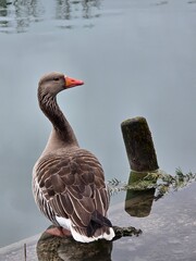 goose on the water