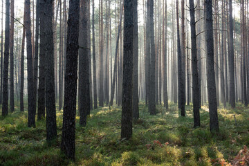 Wysoki, sosnowy las w zimowy poranek. Między drzewami unosi się opar mgły oświetlany promieniami wschodzącego słońca. © boguslavus