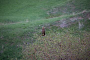 A Steppe Buzzard (Buteo buteo vulpinus) perches on a bush in the Armenian highlands, scanning the landscape. This bird of prey is commonly found in open fields and mountainous regions