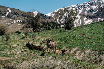 Cattle grazing peacefully in the lush green pastures of Kyrgyzstan under a clear blue sky in early springtime