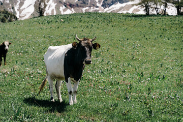 Lush green landscapes of Kyrgyzstan with cows grazing peacefully in the serene countryside