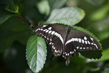Fototapeta premium Terrific Up Close Look at a Black and White Swallowtail Butterfly