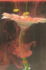 Colorful Ink Over Flowers