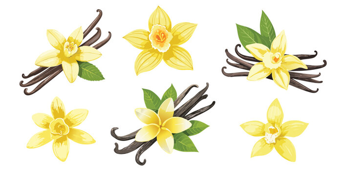 Vanilla scented, Vanilla bean fruit vector isolated on transparent background.