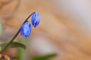 close up scilla, beautiful blue star, blue Scilla bifolia, purple flower head, blue petals...