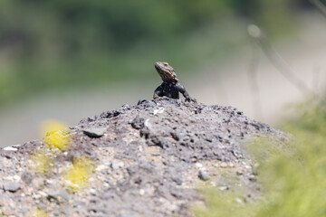 A Caucasian agama lizard clings to a rocky surface in Armenia, displaying its textured scales and sharp claws. The closeup captures fine details of this reptile in its natural habitat under bright sun