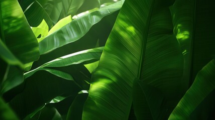 Lush Green Tropical Foliage in Dappled Sunlight