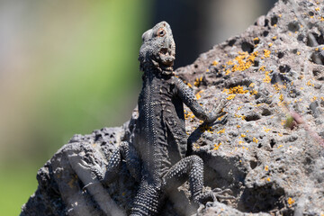 A Caucasian agama lizard clings to a rocky surface in Armenia, displaying its textured scales and sharp claws. The closeup captures fine details of this reptile in its natural habitat under bright sun