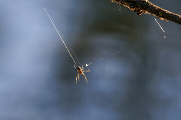 Kreuzspinne baut ein Spinnennetz