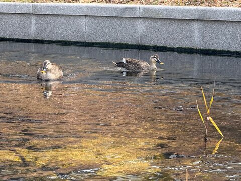 오리 가다 
duck swimming