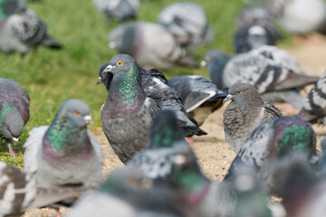 Attroupement de pigeons bisets