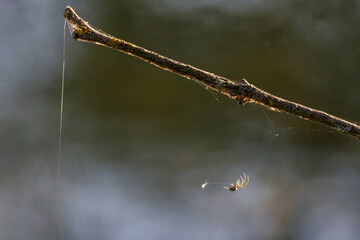Kreuzspinne baut ein Spinnennetz