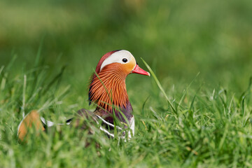 Canard mandarin mâle marchant dans l'herbe