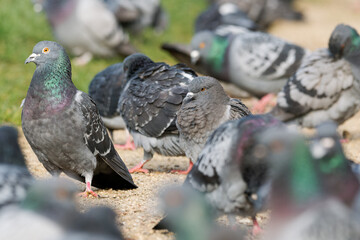 Attroupement de pigeons bisets