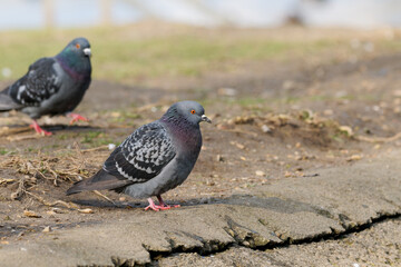 Pigeon biset sur un sol urbain