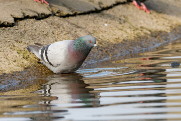 Pigeon biset au bord de l'eau