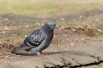 Pigeon biset sur un sol urbain