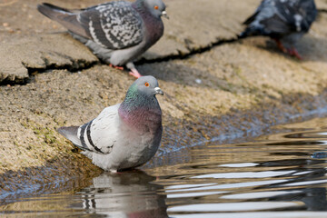 Pigeon biset au bord de l'eau