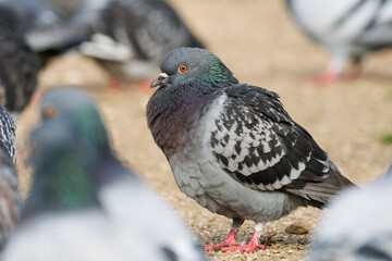 Pigeon biset sur un sol urbain