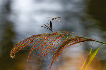Libelle im Abendlicht