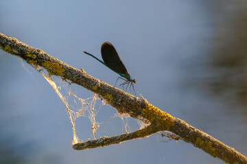 Libelle im Abendlicht
