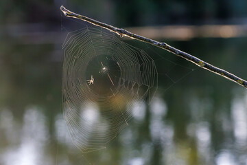 Kreuzspinne baut ein Spinnennetz