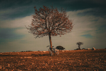 dead tree in the desert