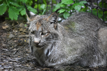 Resting Wild Lynx Cat in the Outdoors