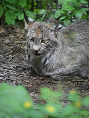 Amazing Lynx Resting in the Summer Sun