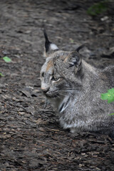 Tufts of Fur on the Ears of a Lynx