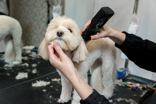 grooming for dogs. Long-haired dogs have their hair trimmed.