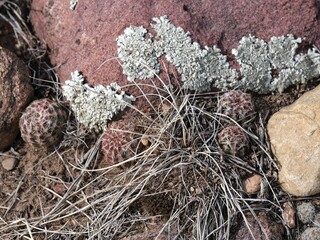 Wild cactus growing among mossy red rocks, Boulder, Colorado