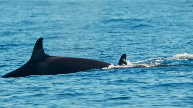 Two killer whales swimming in the ocean, their fins breaking the surface of the water in a serene setting.