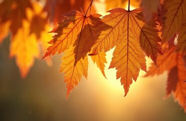 Obraz premium Backlit autumn leaves background. Close-up colorful vibrant gold foliage, texture, details. Sunlight creates transparent silhouette, curves, veins on orange, yellow leaf. Bright seasonal botanical