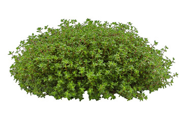 Fototapeta premium Dense Cluster Of Thyme Herb