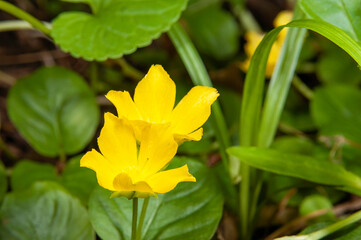 Fototapeta premium small yellow flowers