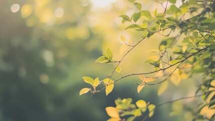 Obraz premium Sunlit Green Leaves and Bokeh Background