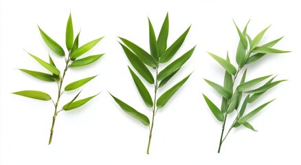 Fresh Bamboo Leaves on White Background