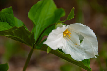 Close-up of yellow pollen pouring out a white Trillium in full bloom with a blurred forest background. Showcasing natures cycles through the seasons.