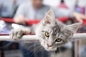 A Maine Coon cat lounges over a display barrier at a busy pet event. Surrounding visitors admire the feline's majestic fur and playful demeanor during the exciting gathering.