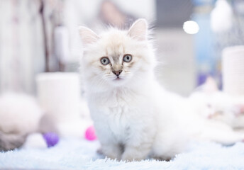 A cute white kitten with blue eyes is comfortably resting on a fluffy surface surrounded by soft decorations, creating an inviting atmosphere indoors.