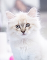 A fluffy white kitten with unique gray markings gazes curiously at the camera. The room is bright and soft, enhancing the kitten's adorable features.