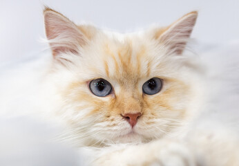 A fluffy cat with light orange and white fur gazes with bright blue eyes. The background is soft and indistinct, giving a warm, inviting feel to the setting.